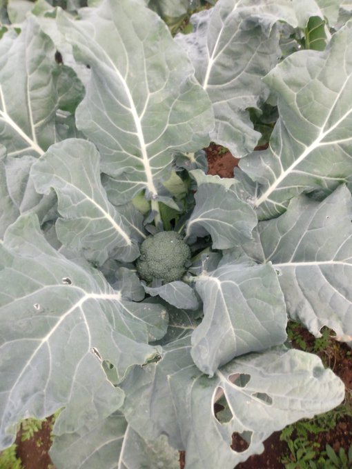 ブロッコリーのtwitterイラスト検索結果 古い順