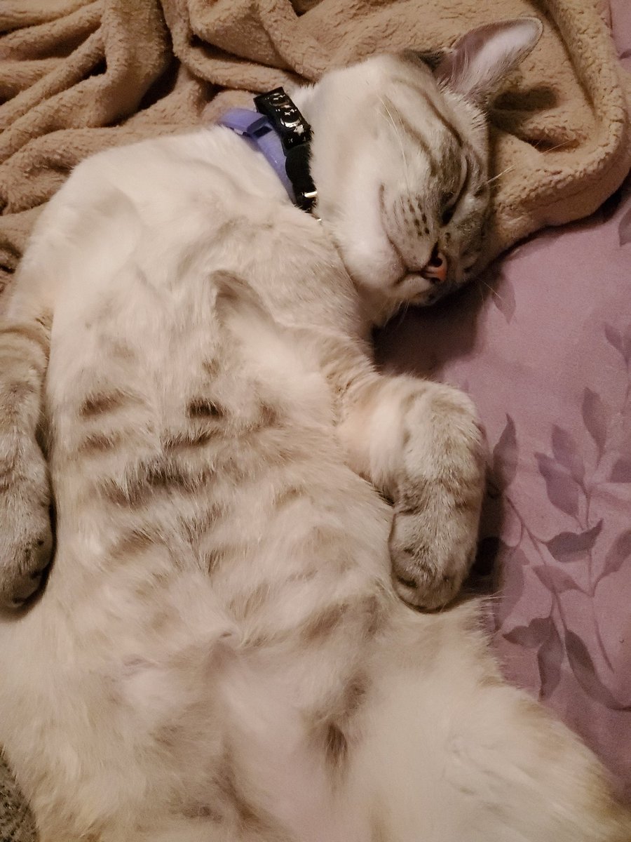 SaharaMorgan2's tweet photo. Sleepy kitty β good evening from Sphinx β #nappingkitten #CatsOfTwitter https://t.co/12DDye6aSn