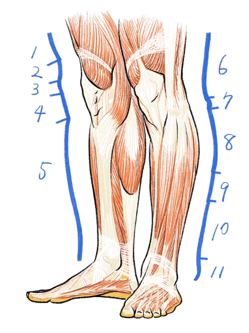 1:外側広筋、2:大腿直筋腱、3:膝蓋骨、4:膝蓋靱帯と膝蓋下脂肪体、5:前脛骨筋、6:大腿二頭筋、7:腓骨頭、8:腓腹筋外側頭、9:ヒラメ筋、10:長・短腓骨筋、11:外果。 