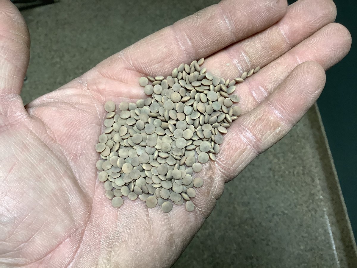 WiensSeedFarm's tweet photo. Now cleaning #CDCSimmie #lentils. Certified seed available for #plant21 https://t.co/Mf85P1d747