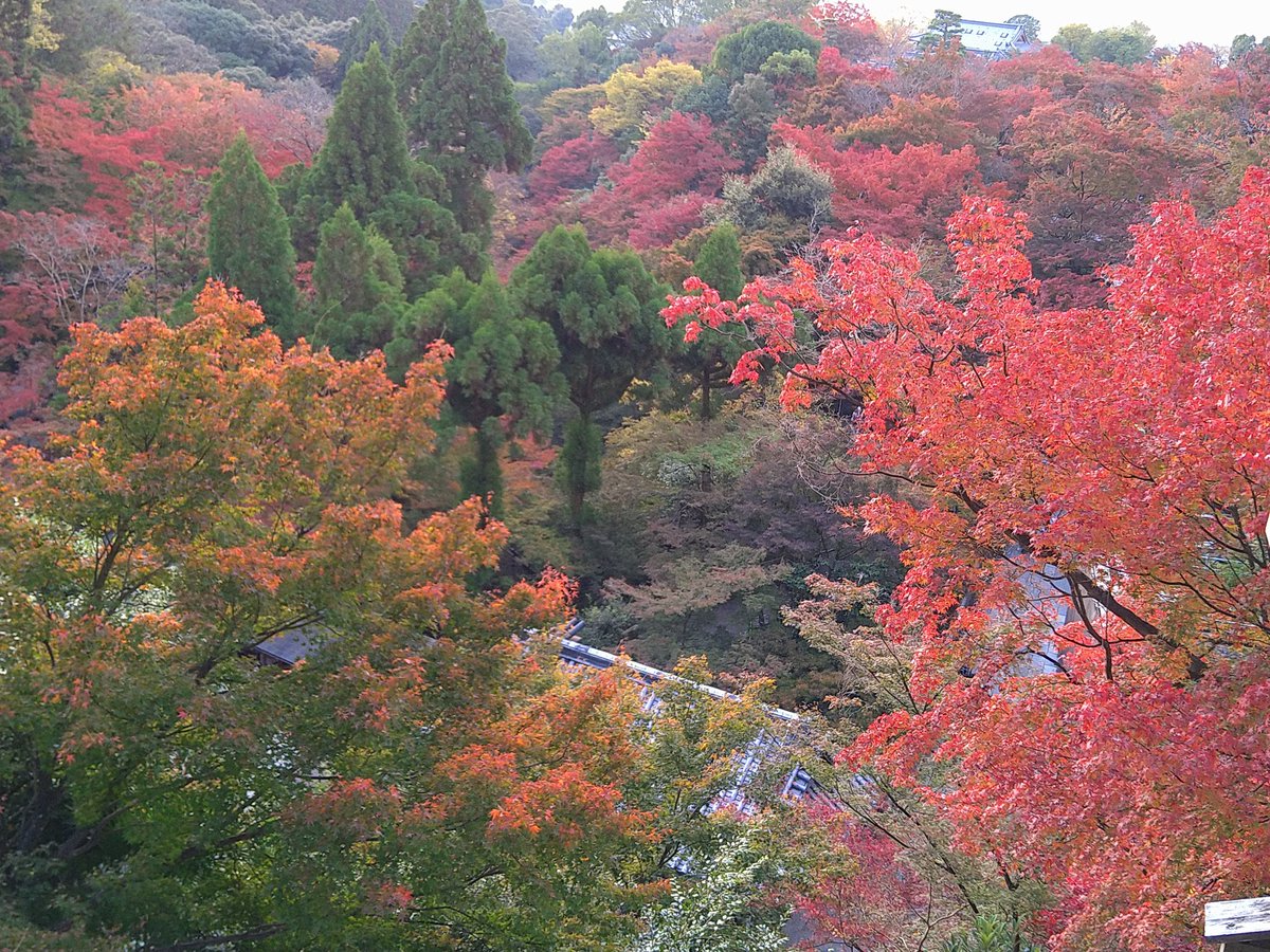 1122Sabo's tweet photo. 昨日、同僚の人たちと京都の清水へ行ってきました😊
お茶漬けが目的だったんだけど、清水寺もお土産見ながらぶらぶらしたり陶芸も楽しかった〜👍
紅葉も見頃でした🍁
でも、まぁまぁな密…😅
 #阿古屋茶屋
 #清水寺 https://t.co/zxNTBbHFJy