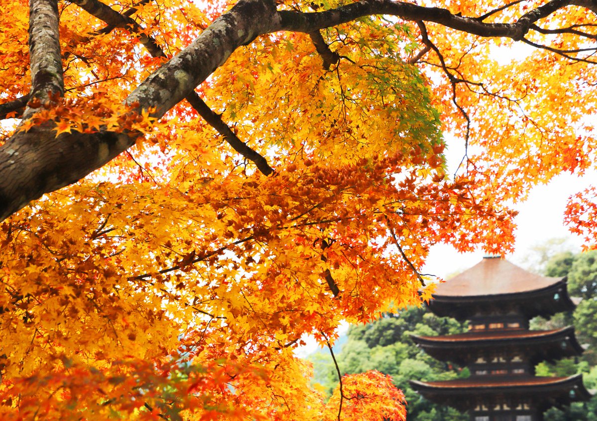 片柳弘史 国宝に指定されている瑠璃光寺五重塔と 見頃を迎えた香山公園の紅葉 西の京都 と呼ばれる山口市にふさわしい名景です