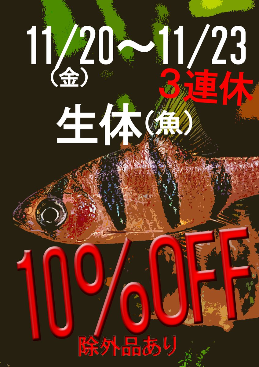 市ヶ谷フィッシュセンター 金魚 Ichigaya Kingyo Twitter 市ヶ谷フィッシュセンター 金魚 Ichigaya Kingyo Twitter