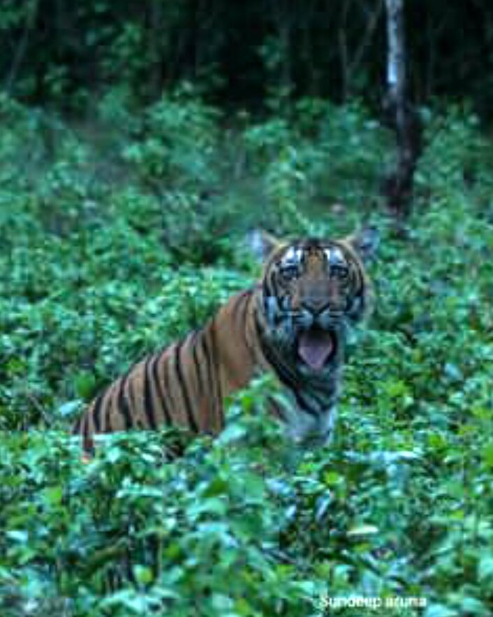 tourthewild2's tweet photo. Its been.s happy weekend at Nagarhole...pic courtesy Mr Sandeep Aruna.@nagarhole @jungle_inn123 , #nagarhole https://t.co/0BEHjTRGTC