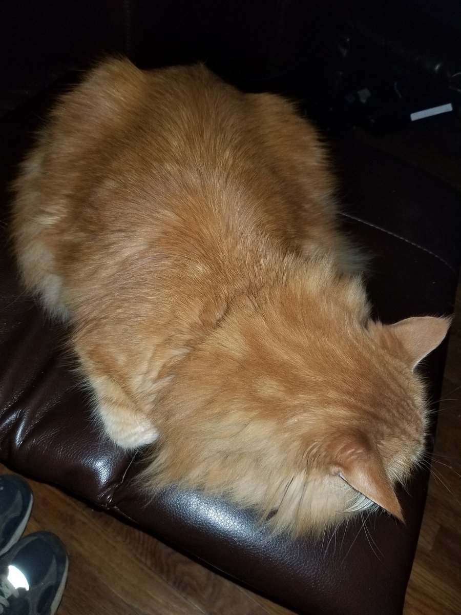 CoonOrange's tweet photo. #mainecoon #CatsOfTwitter #catslife #cats #catsrule #gingercat #ProPlanCat #Caturday #teamfloof #kittyloafmonday 
XL loaf, Happy Monday! https://t.co/znRrVNjTw8