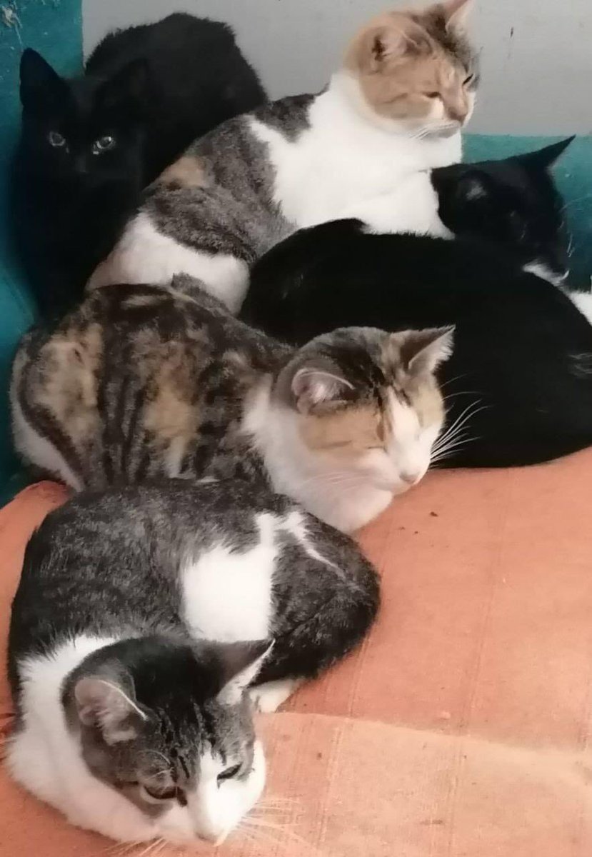 Y con Gandalf, Mabel,Warner, Tiffany  y Thais a descansaarr!!
BUENAASS NOCHEESS GATUNOOSS!!
#goodnight #BuenasNochesATodos #BuenasNochesMundo