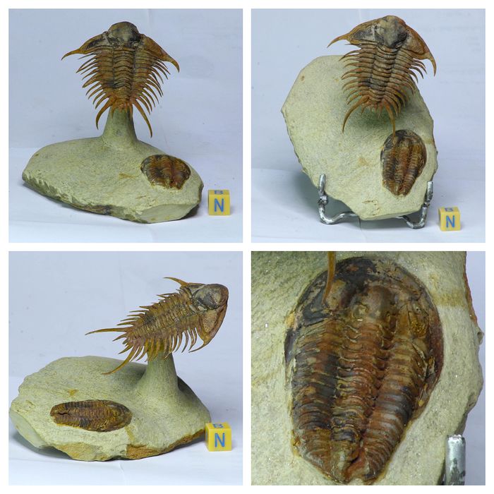 A couple of AMAZING trilobite fossils I'm looking at right now...look at all these details people spends hours and hours to carve out...just absolutely incredible! 
