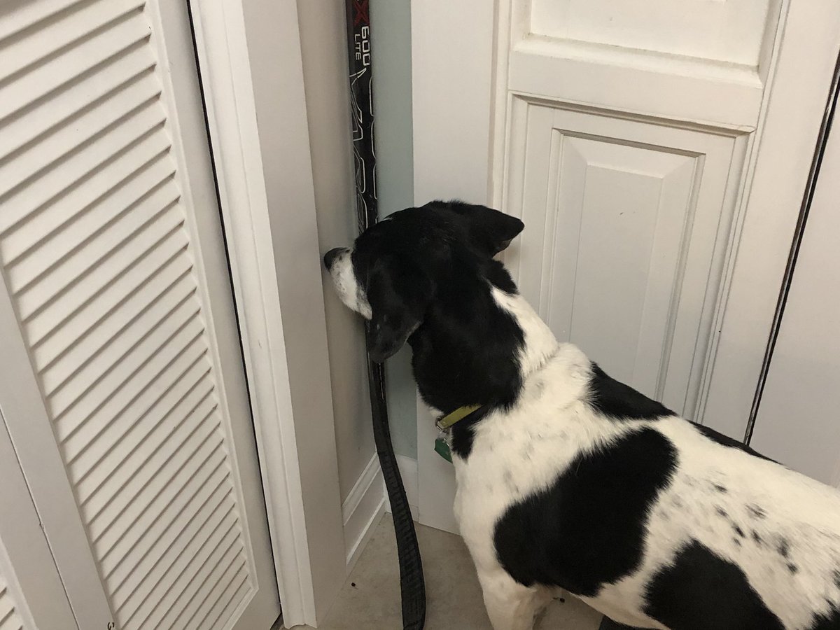 jewelerwife's tweet photo. Waiting to go outside. So close sweet girl. #blinddogproblems https://t.co/6eIu8rHaKv