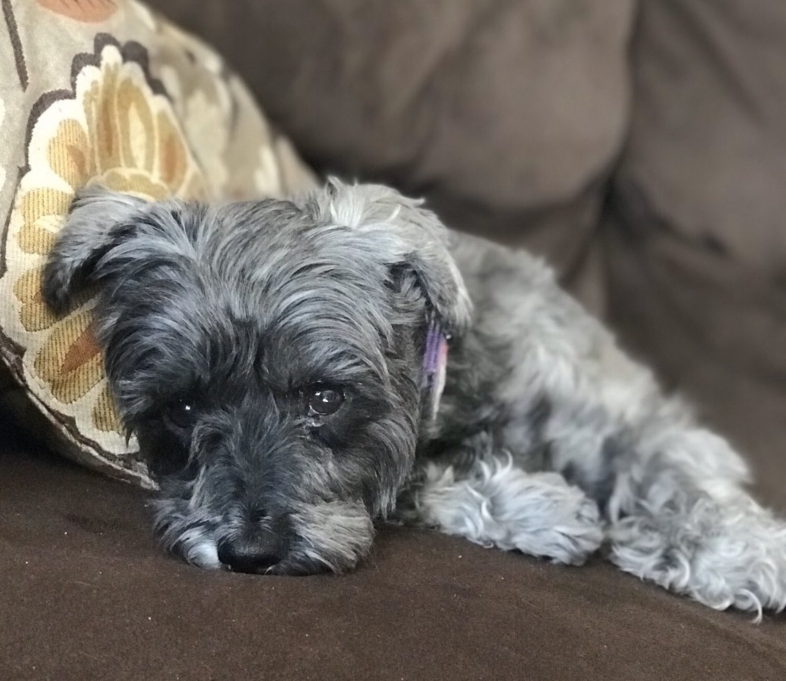 StephKop's tweet photo. Thank you so much @chewy for the beautiful flowers for the passing of our sweet little girl, Cloe. #PetsBringUsTogether https://t.co/O4HxKMIS1X