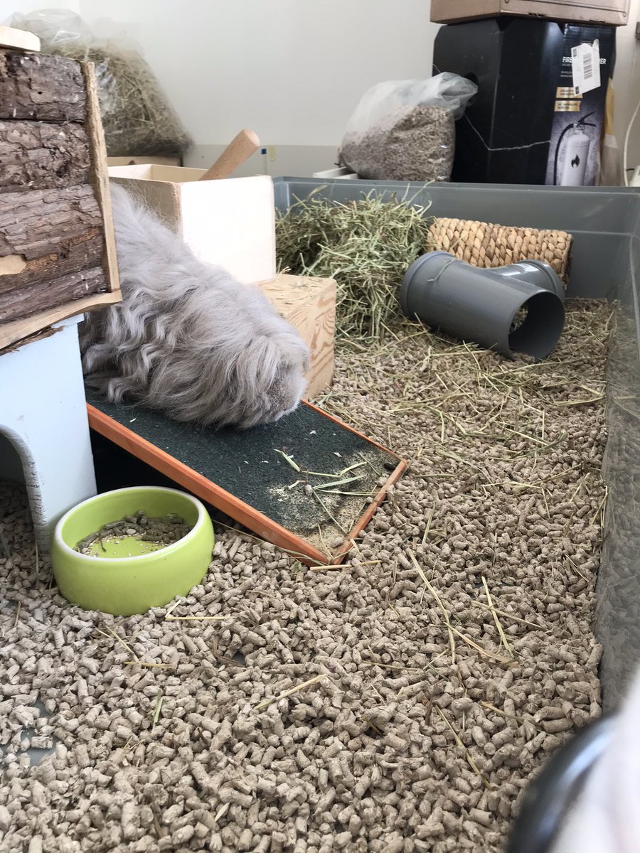 VeeDoodleMee's tweet photo. @FridaGhitis @AdvokatEmma My guineapig is offended by this but also is confused. She is pretty good on a ramp though https://t.co/qbRvTb0On3