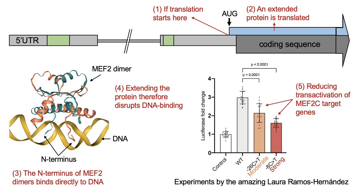 Two additional 5’UTR SNVs create uAUGs in-frame with the CDS. These variants add only a small amount of sequence to the N-terminus (3 and 9 AAs), but disrupt binding of MEF2C (a transcription factor) to DNA. These variants are found recurrently de novo in unrelated cases 3/10