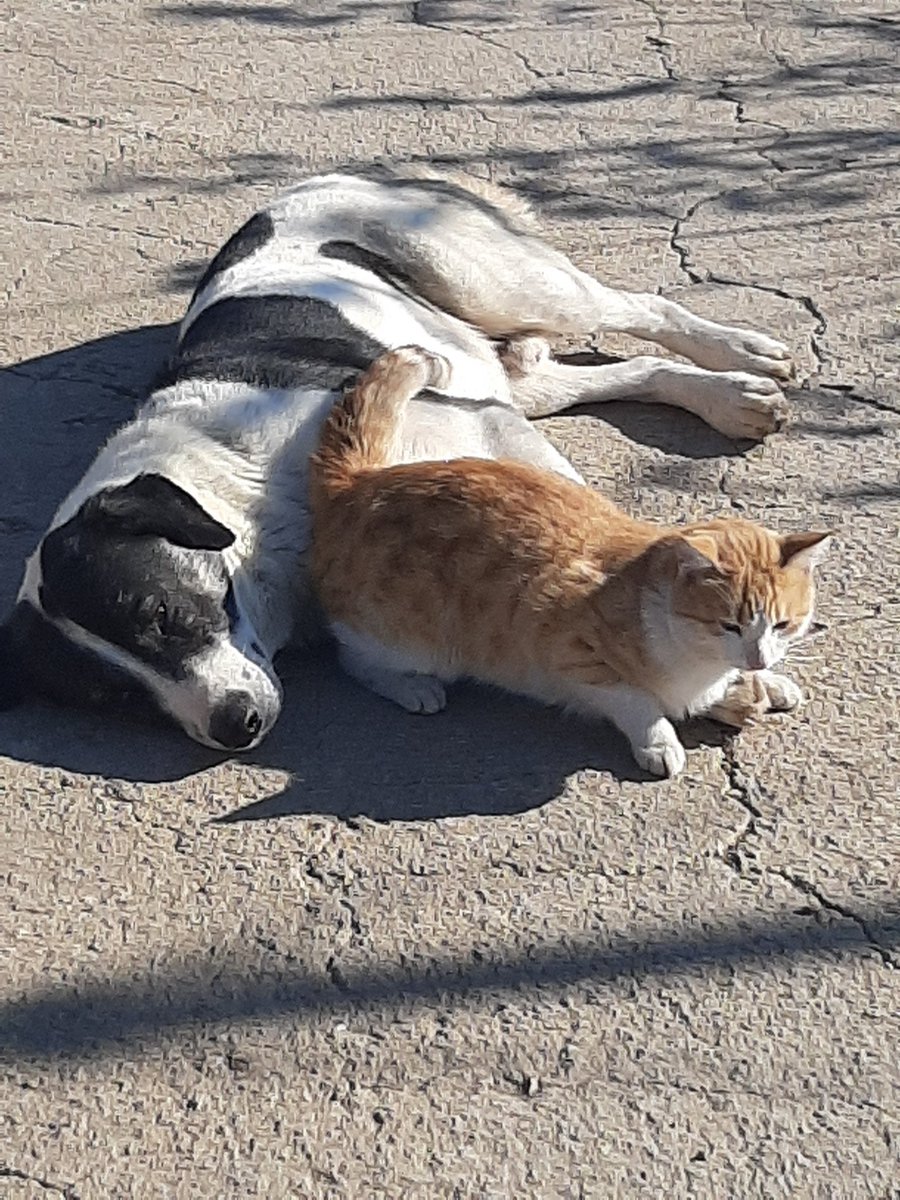 eminblog's tweet photo. Dog&amp;Cat Friends https://t.co/3OTHQKON0J