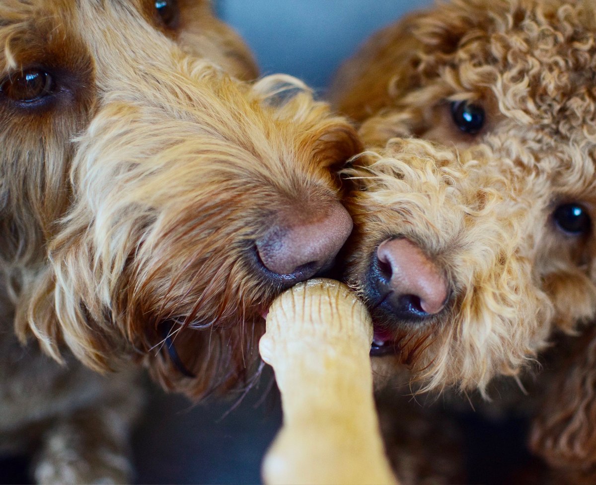 Ready to #ChewsBetter? Petstages' alternative chews like Dogwood offer a safe and long-lasting alternative to chewing real wood sticks, mimicking the texture and taste of real wood that your dog will love 💚🐶🌳 bit.ly/38plAJj