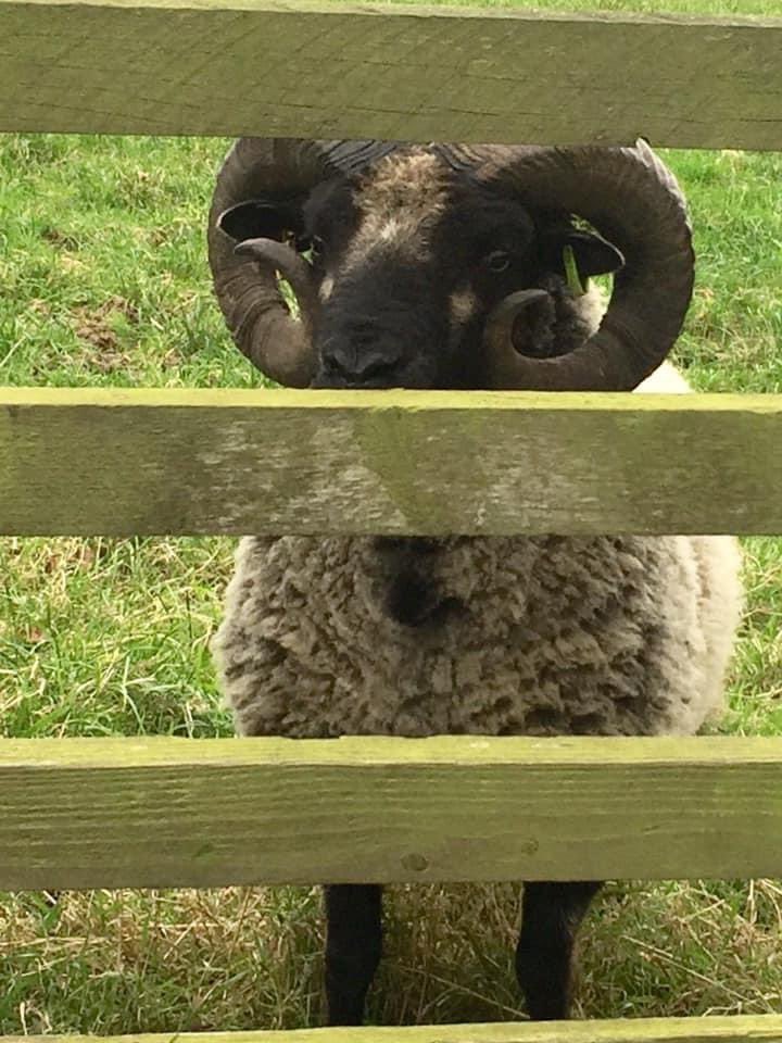 squeasy_louise's tweet photo. This tup has turned up locally. Can anybody please tell me what it is ? And is anybody missing a tup ? Located in the Stokesley area #northyorkshire #boreray #castlemilkmoorit #sheep365 #missingtup @rare_breeds @RBSTrarebreeds #sheepbreed @natsheep https://t.co/shd9E9AzY3