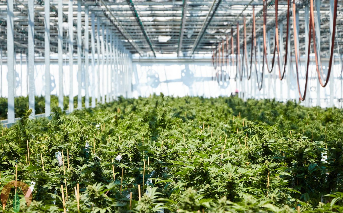 AlterraHemp's tweet photo. A shot from the greenhouse trials we conducted the season! We have some fun stuff on deck for 2021! Stay tuned! #GeorgiaHemp #SouthCarolinaHemp #NorthCarolinaHemp #VirginiaHemp #WestVirginiaHemp #WisconsinHemp #MichiganHemp #MinnesotaHemp #IllinoisHemp #IndianH https://t.co/GlY0sfprtg