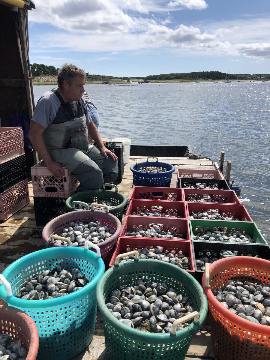 Wellfleet Shellfish tweet media