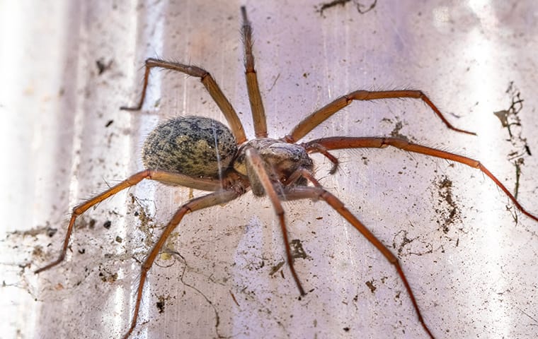 Quik_Kill's tweet photo. While you might think spiders are only a problem in the summertime, they can also infest homes during the colder months. Learn why there are spiders in your Bettendorf property and find out how to remove them for good. https://t.co/ONhJdb2sCY  #spiders #spidercontrol #spiderfree https://t.co/WurMMRSsHH