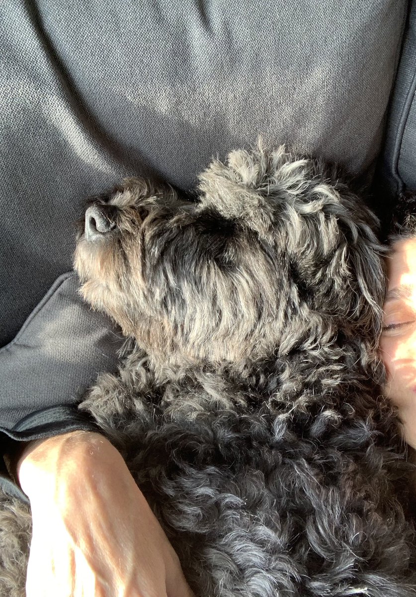 StellaBear8's tweet photo. Guys, am outraged! I was just called a Nap Intruder. #dogsoftwitter #napintruder #cantgetcloseenough https://t.co/FyFSZaccBN