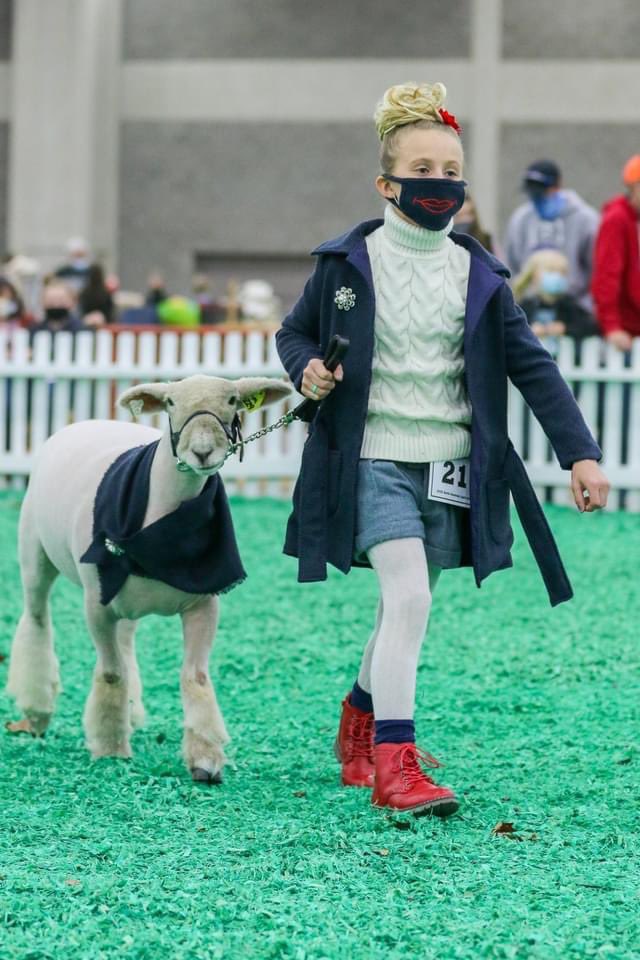 MadisonBanbury's tweet photo. Me bringing more sheep home after dave already said no more sheep https://t.co/7LN4cm9UJk