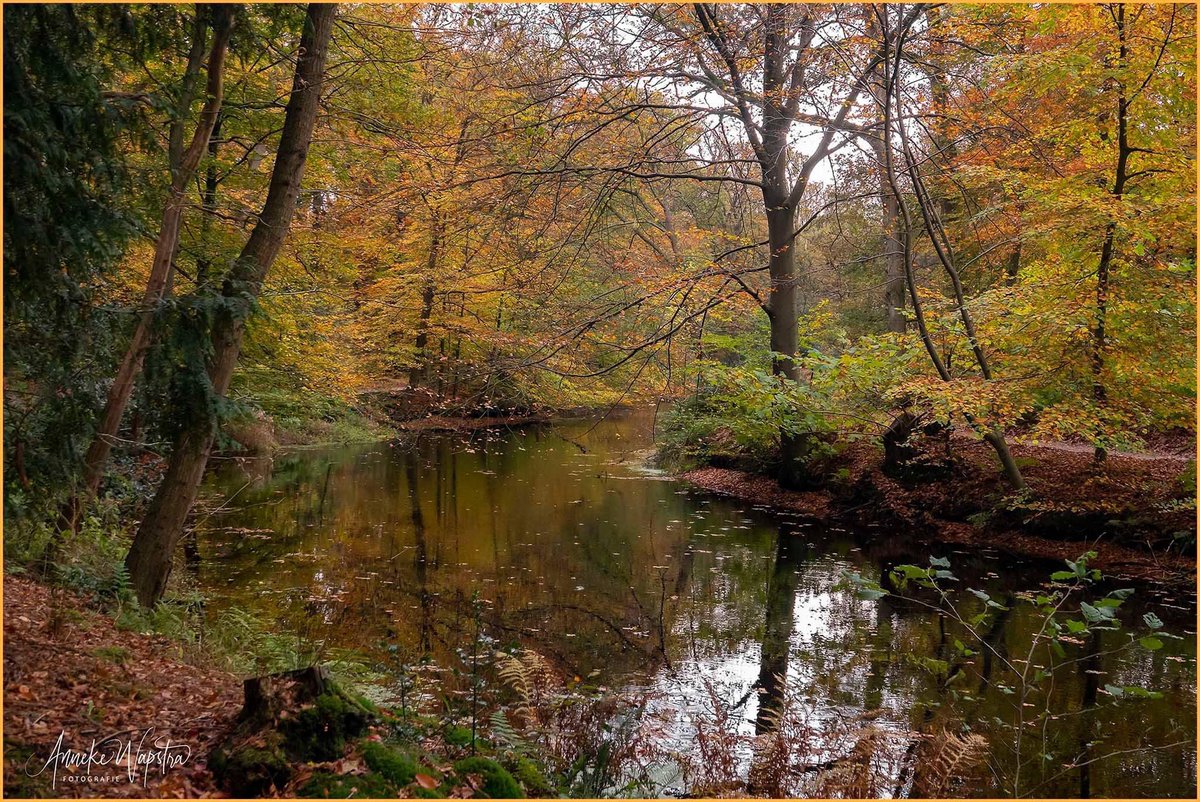 abwfoto's tweet photo. #Herfst in #Friesland @volgdenatuur @NatuurenMilieu @ItFryskeGea https://t.co/Co6JcQw3LI