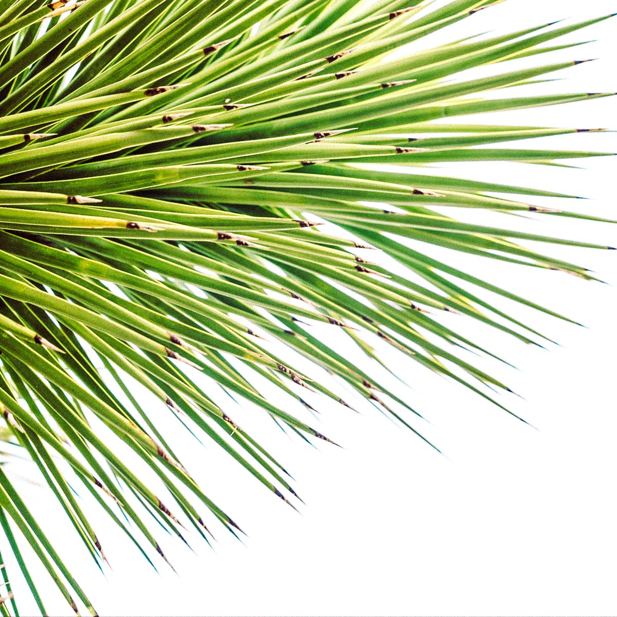 The Secret Tours - Joshua Tree tweet media