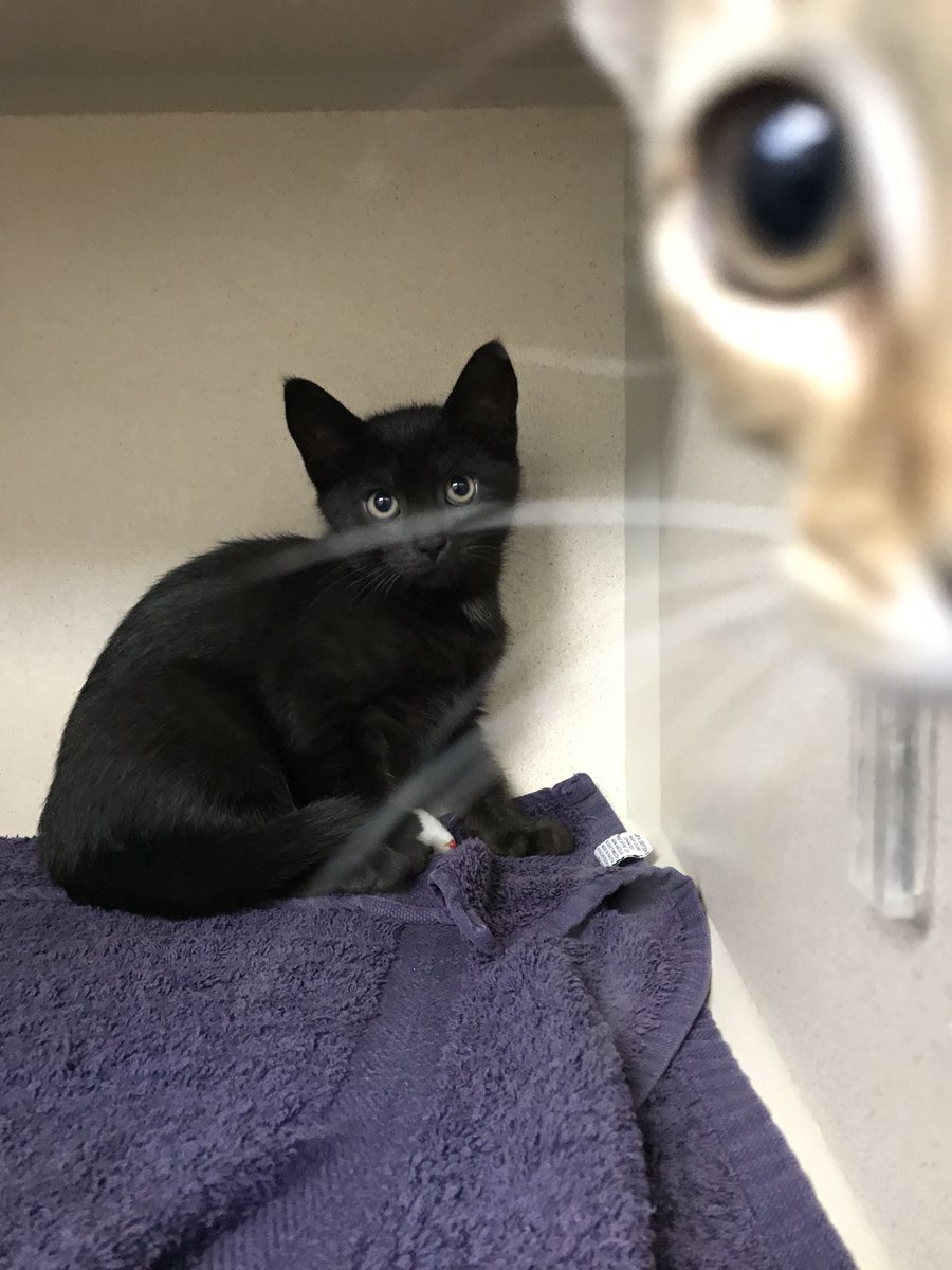 cthumane's tweet photo. Now thatβs a photobomb!
#CatCondos #CThumane https://t.co/q9KNQwjkkG