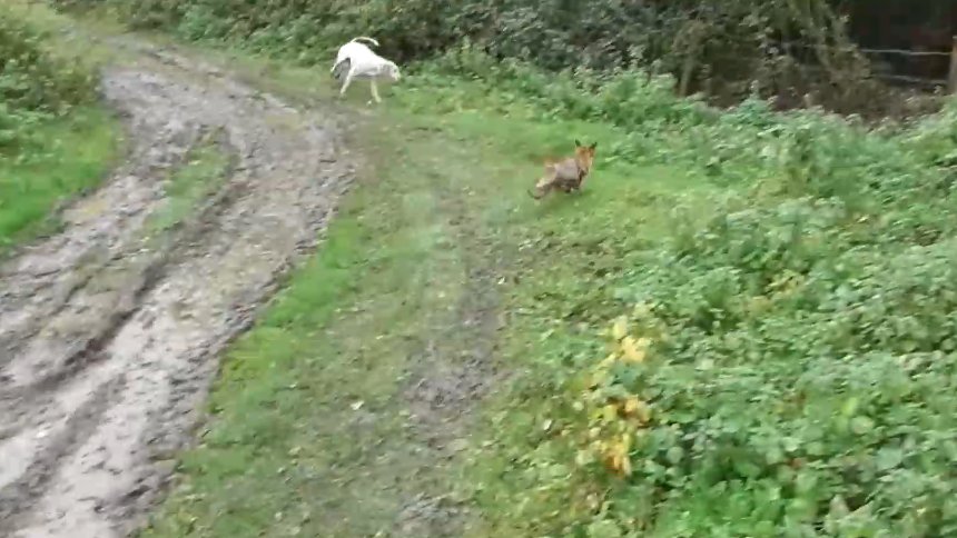 League Against Cruel Sports tweet media