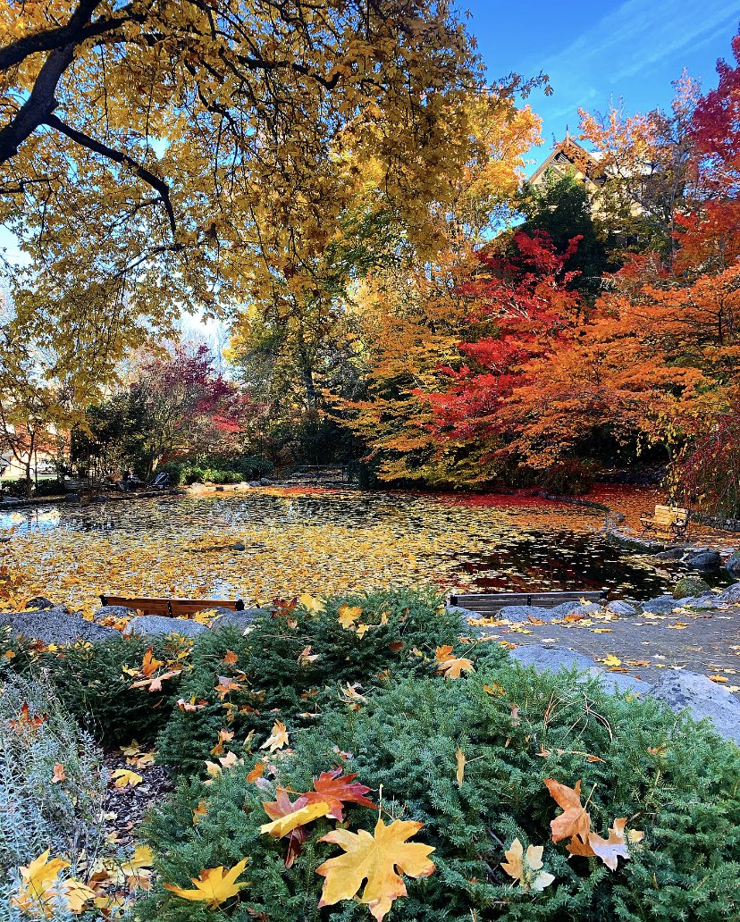 theco2company's tweet photo. PNW❤️ 
Ashland, Orgeon

@SpIiffWizard @theco2company 
#theco2company #ashlandoregon #ashland #changingoftheseasons #changingoftheleaves #portlandmercury #willametteweek #thatoregonlife #productivestoner https://t.co/Lve1s8DfnG