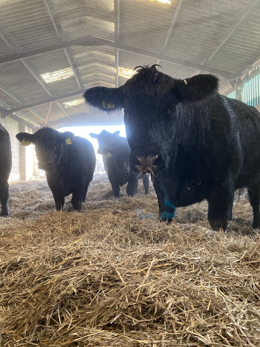 tom_wakefield's tweet photo. What you looking at.....
#aberdeenangus #organicfarming #cotswolds https://t.co/b2Xb3r0I5v