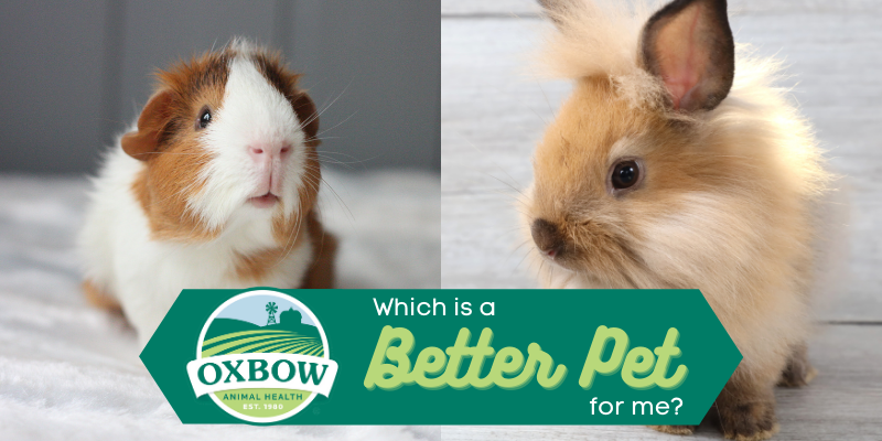 critter corral guinea pig rescue