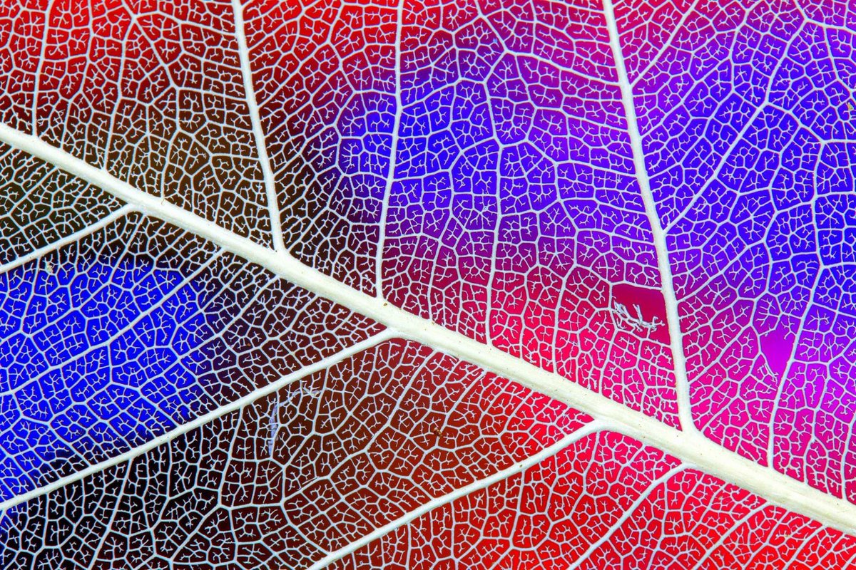 RayDuff's tweet photo. #ShootThrough leaf for #WexMondays and #Viewfinders weekly challenge. https://t.co/MZFtVc6iBg