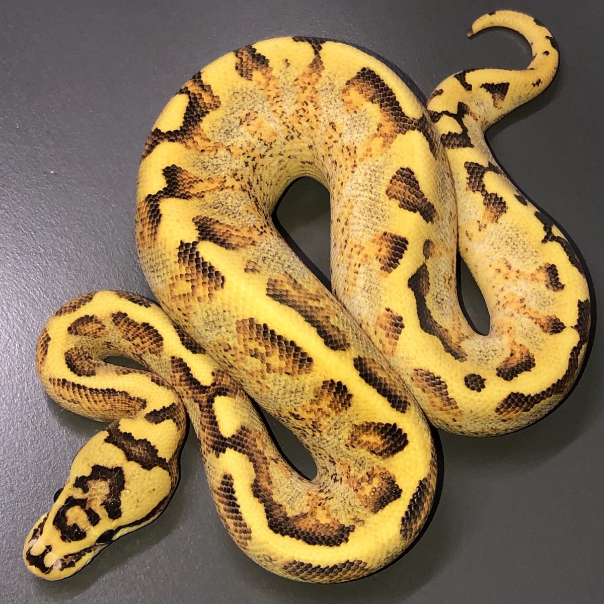 洋書 Designer-Morphs ボールパイソンとボアコンストリクター 【公式通販】