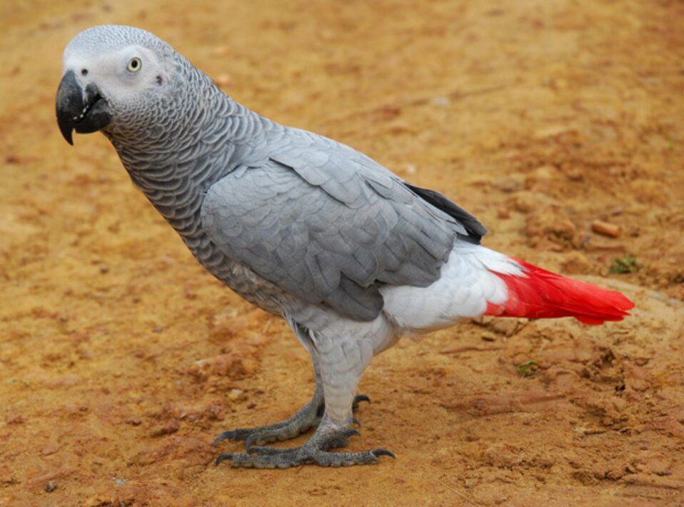 CricktrackS's tweet photo. Things you should not miss to see when you visit Uganda Wild Life centre location. https://t.co/69i8fH8Rru