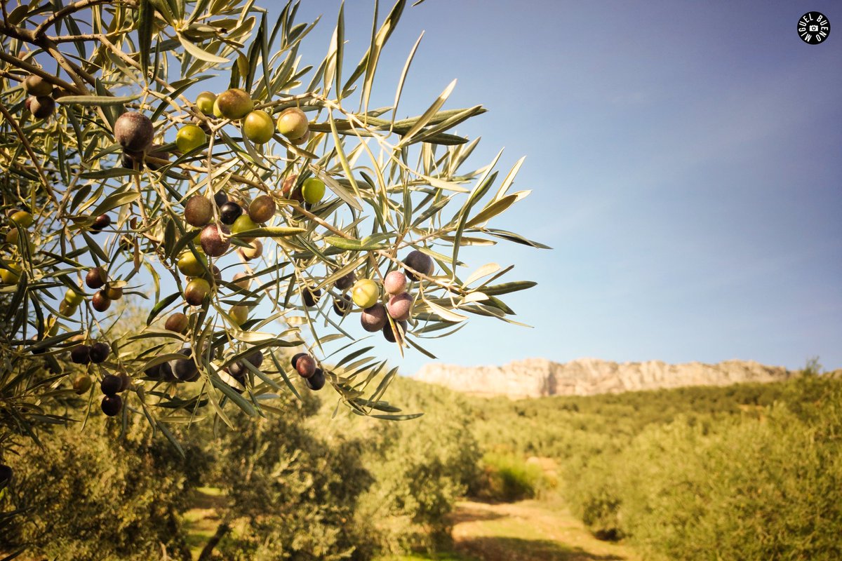 Miguel_BuenoL's tweet photo. Olivas del olivar al sur de El Torcal. Futuro aceite de @DcoopSCA @GrupoDcoop #torcaoliva #ojiblanca #aceite #aceitedeoliva #ovoe @AsajaMalaga @AFAAntequera https://t.co/Rt5X3PrEqY