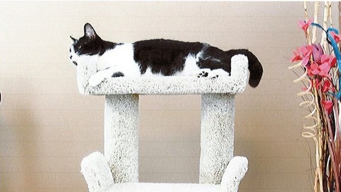 BuyLocalNB's tweet photo. Did you know that you can buy #local, custom, made-to-order cat furniture crafted right here in New Brunswick? Visit @LovetoScratch today to create your very own custom scratching post designed using non-toxic materials! Find them at https://t.co/f0ejFV1nYL. https://t.co/jCf0VVAihw