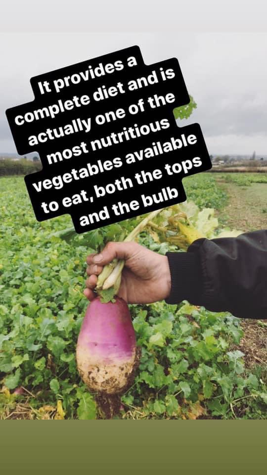 Some local people noticed a field of turnip crops being ‘invaded’ by sheep. They called the farm, and one of them posted these in response. Enjoy...