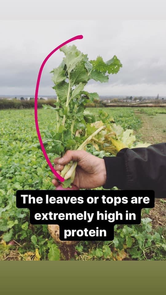 Some local people noticed a field of turnip crops being ‘invaded’ by sheep. They called the farm, and one of them posted these in response. Enjoy...