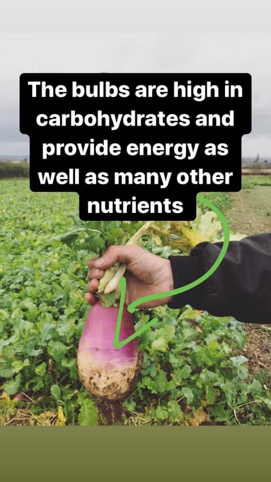 Some local people noticed a field of turnip crops being ‘invaded’ by sheep. They called the farm, and one of them posted these in response. Enjoy...