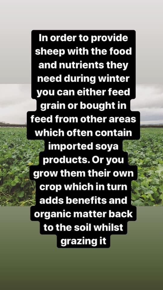 Some local people noticed a field of turnip crops being ‘invaded’ by sheep. They called the farm, and one of them posted these in response. Enjoy...