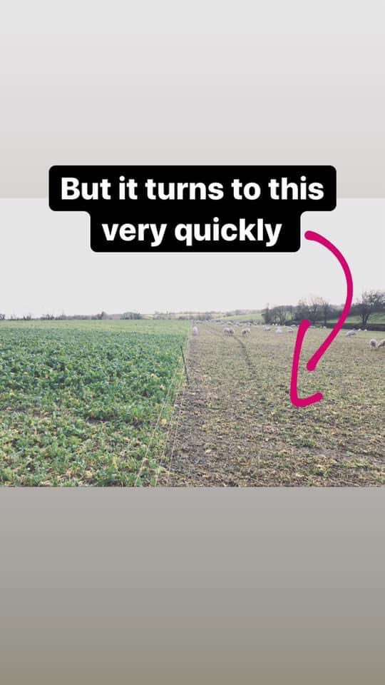 Some local people noticed a field of turnip crops being ‘invaded’ by sheep. They called the farm, and one of them posted these in response. Enjoy...