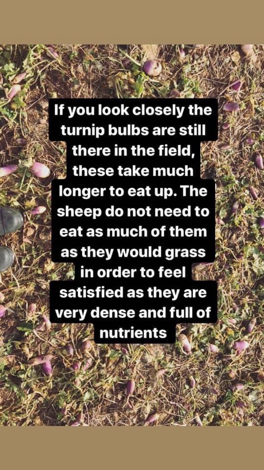 Some local people noticed a field of turnip crops being ‘invaded’ by sheep. They called the farm, and one of them posted these in response. Enjoy...