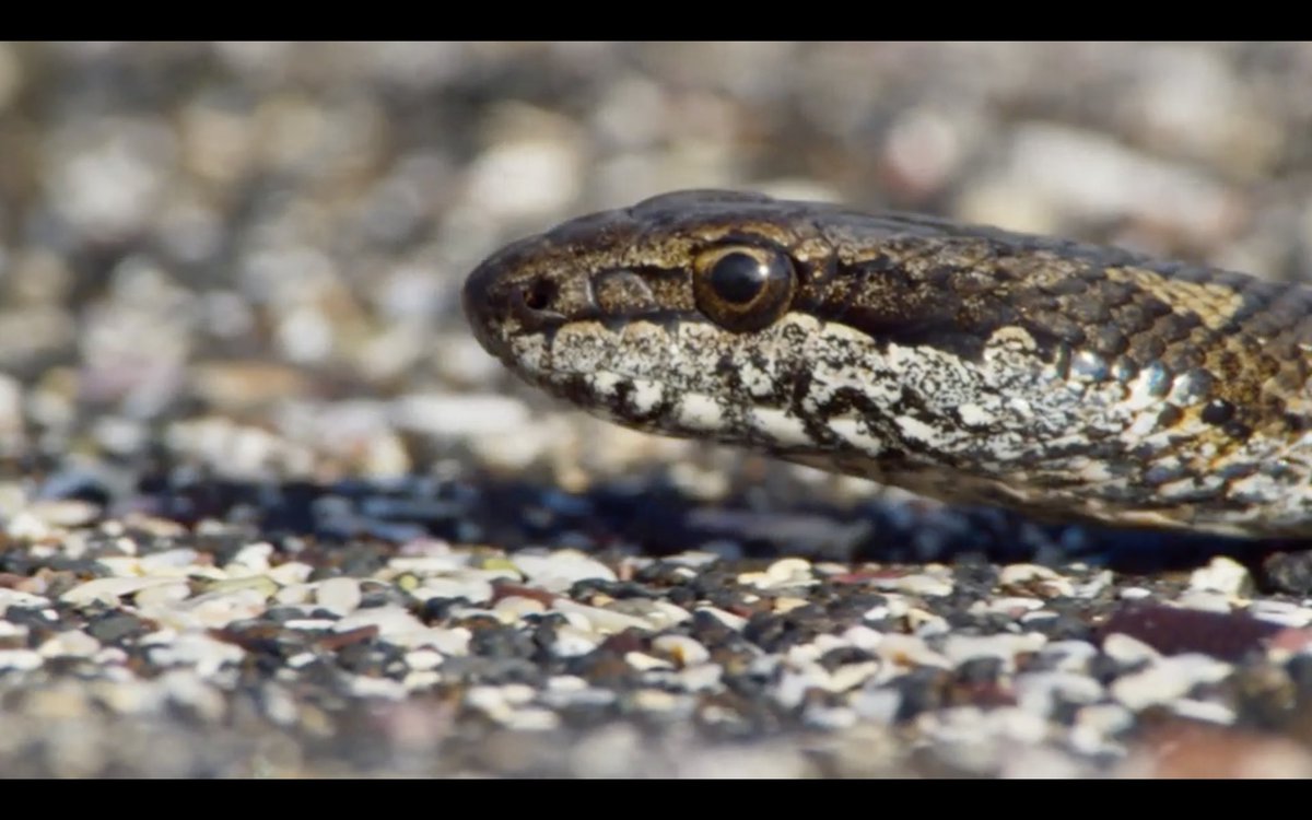 johndcotter's tweet photo. This site &amp; what @Natural_Curric are doing needs to be talked about &amp; shared more widely. Absolutely fantastic website with interesting contextual grammar lessons &amp; engaging writing stimuli inspired by nature🦎🐍

#NaturalCurriculum 

@ChrisGPackham 

https://t.co/bp5yBqBBbL https://t.co/mDLTwuBUDz