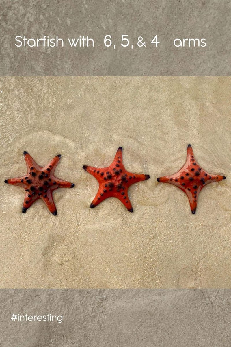 interestingmain's tweet photo. #starfish, #sealife https://t.co/5n6Q3va1Xw