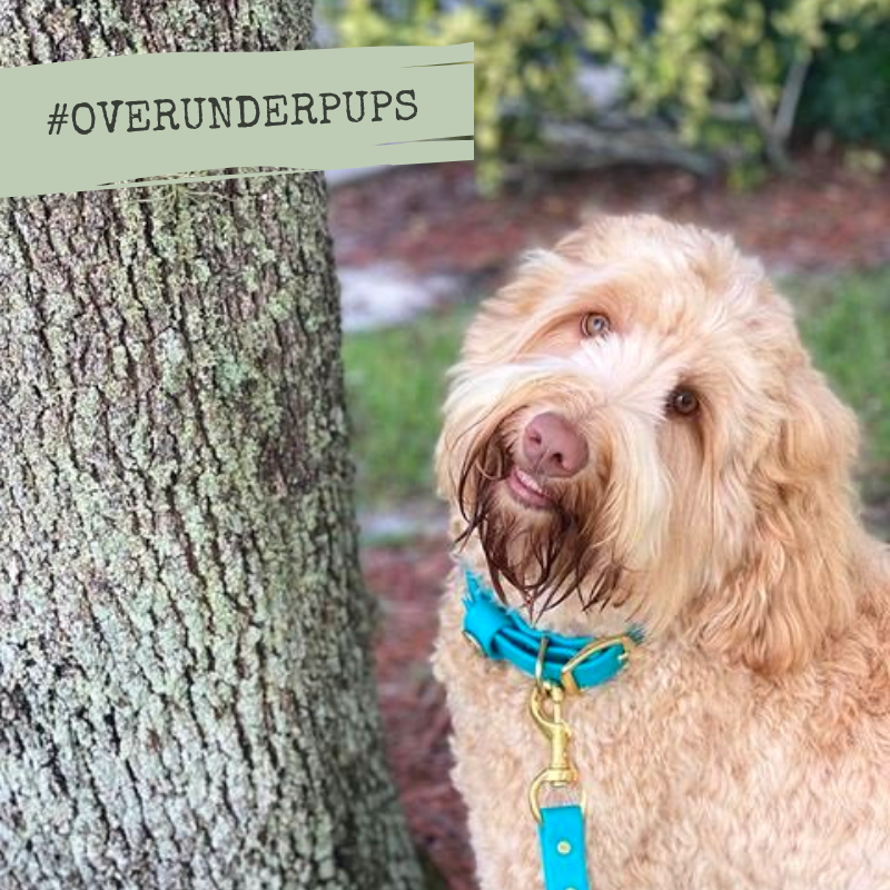Over_Under_Co's tweet photo. Check out our collection of leashes designed to keep your #pup safe and secure on walks, hikes and all your adventures!
🛒: https://t.co/20TjHPLxMY

#OverUnderPups #DogsOfTwitter https://t.co/9cfusGGO6b