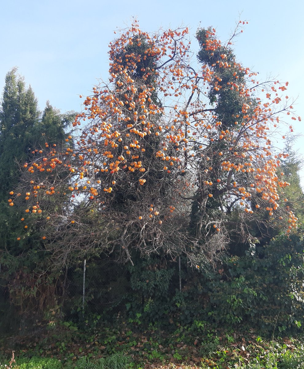 Avelimelis's tweet photo. Familia Twittera.
Esta noche os quiero mostrar este curioso árbol que está cerca del polígono.
Es un palosanto🍊
Cada año hace lo mismo, cuando madura el fruto se queda sin hojas 🤔
¿Sabéis si es normal?
Nadie los recoge 😅
A mi no me gustan, a mí abuela le encantaban 👇🏻 https://t.co/MtNEcKlg32