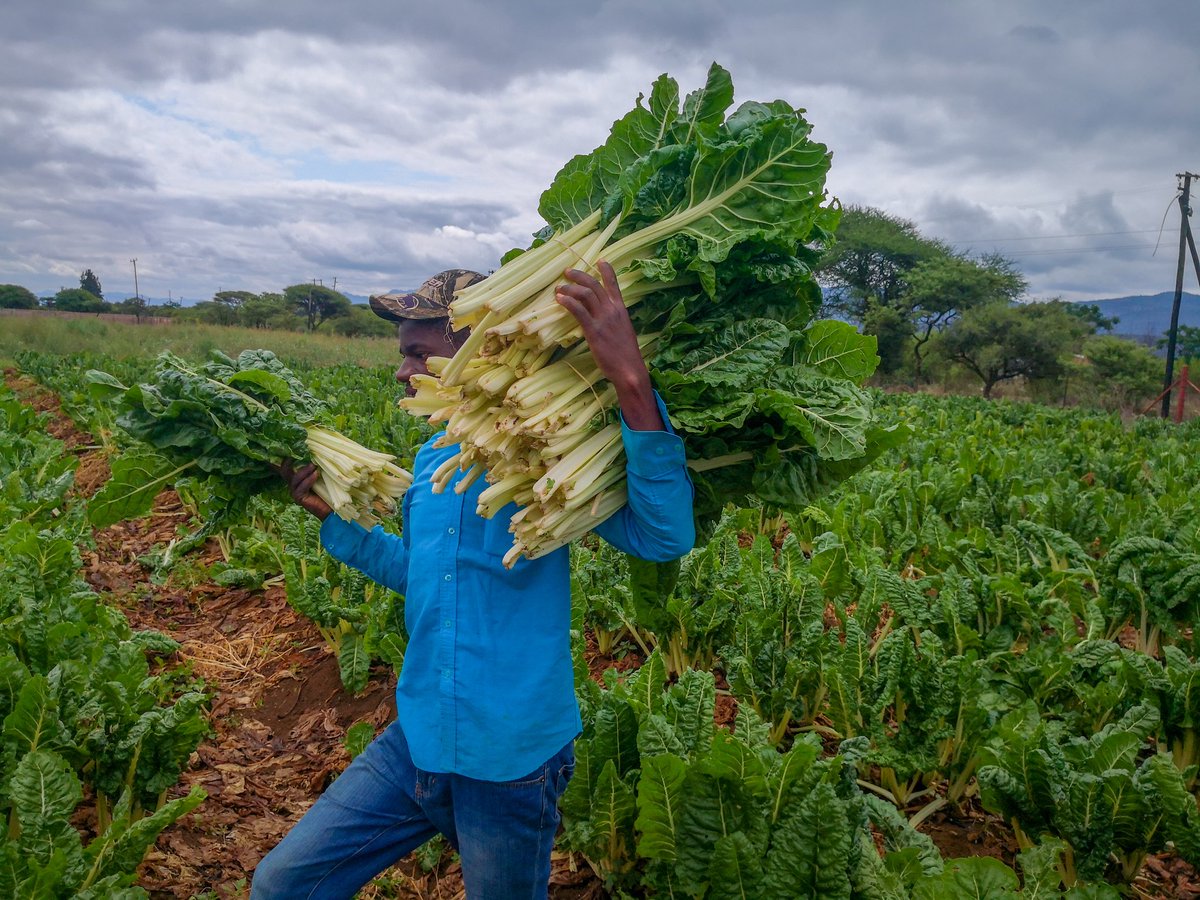 PAN_NEMZ's tweet photo. Fordhook Giant Spinach
#I_AM_PAN_THE_FARMER https://t.co/nuA1v6150H