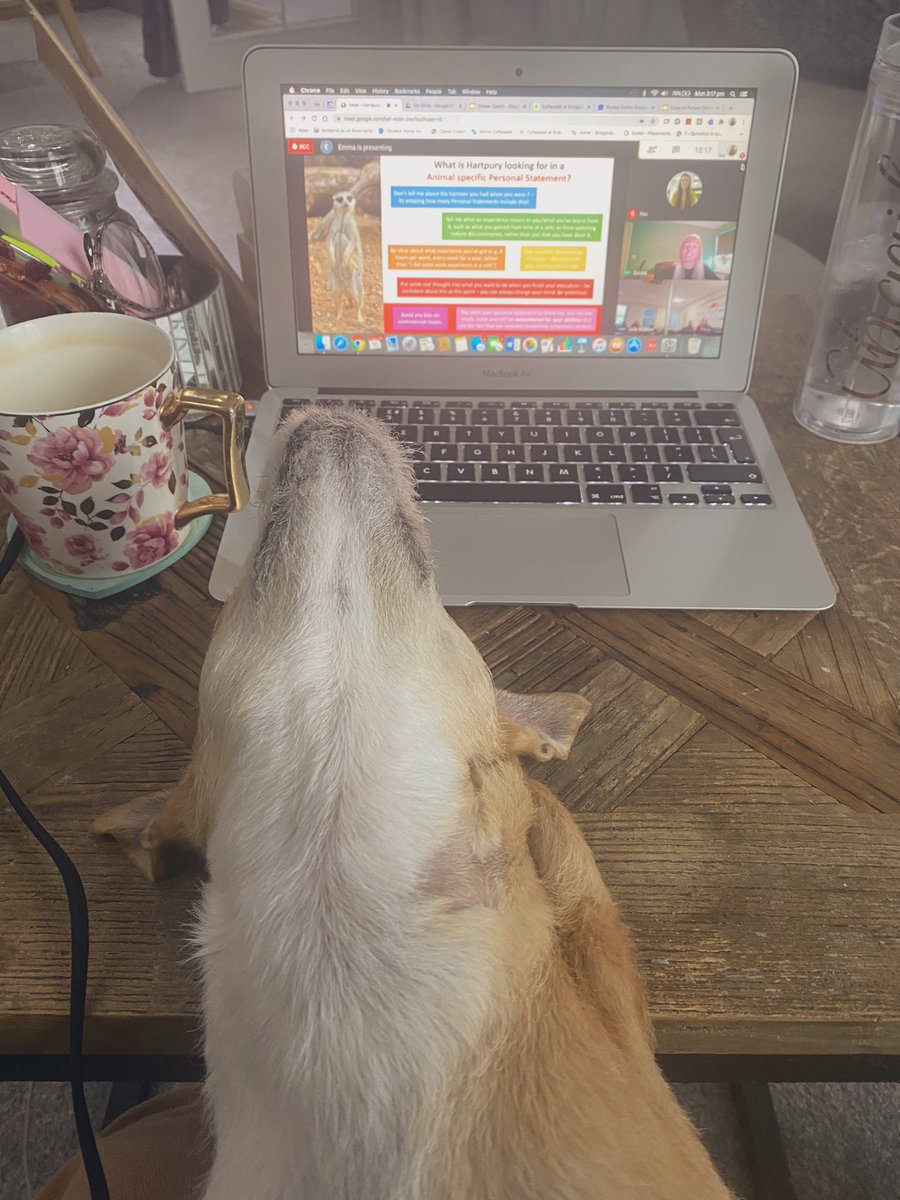 AbigailBassie's tweet photo. Massive thank you to @Hartpury for a great personal statement workshop with our Animal Management students! 1 down, 5 to go! 

I had a little visitor who was also very interested... as you can see🐶
@cyfleoedd @BridgendCollege @JulieWalters01 https://t.co/WizdBktukv
