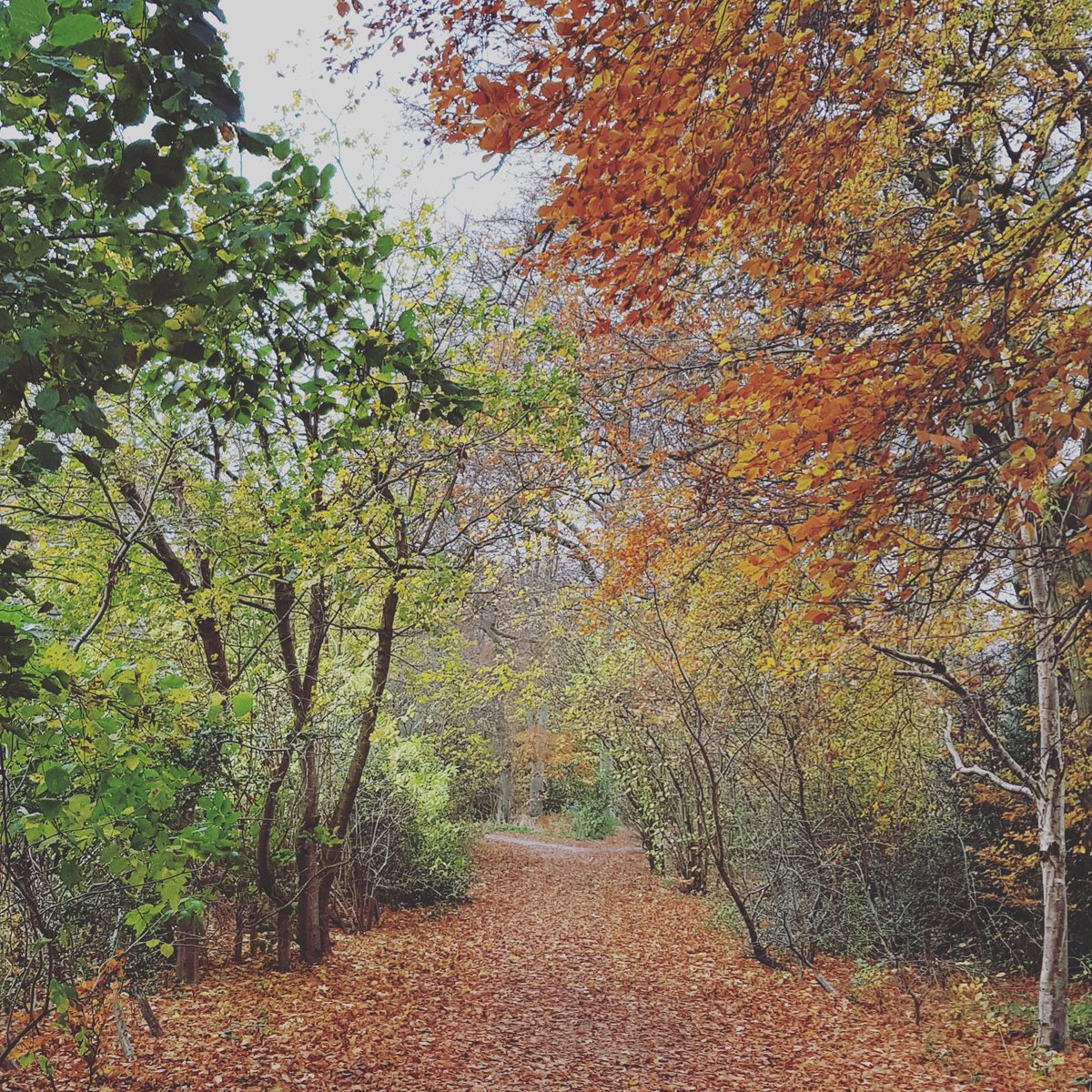 EmlynHagan's tweet photo. I went for a walk with a client today and she commented that chatting while surrounded by autumnal trees definately calms her down #autumnvibes🍁 #coachinginnature #coaching #change https://t.co/Xf95eO0BQh