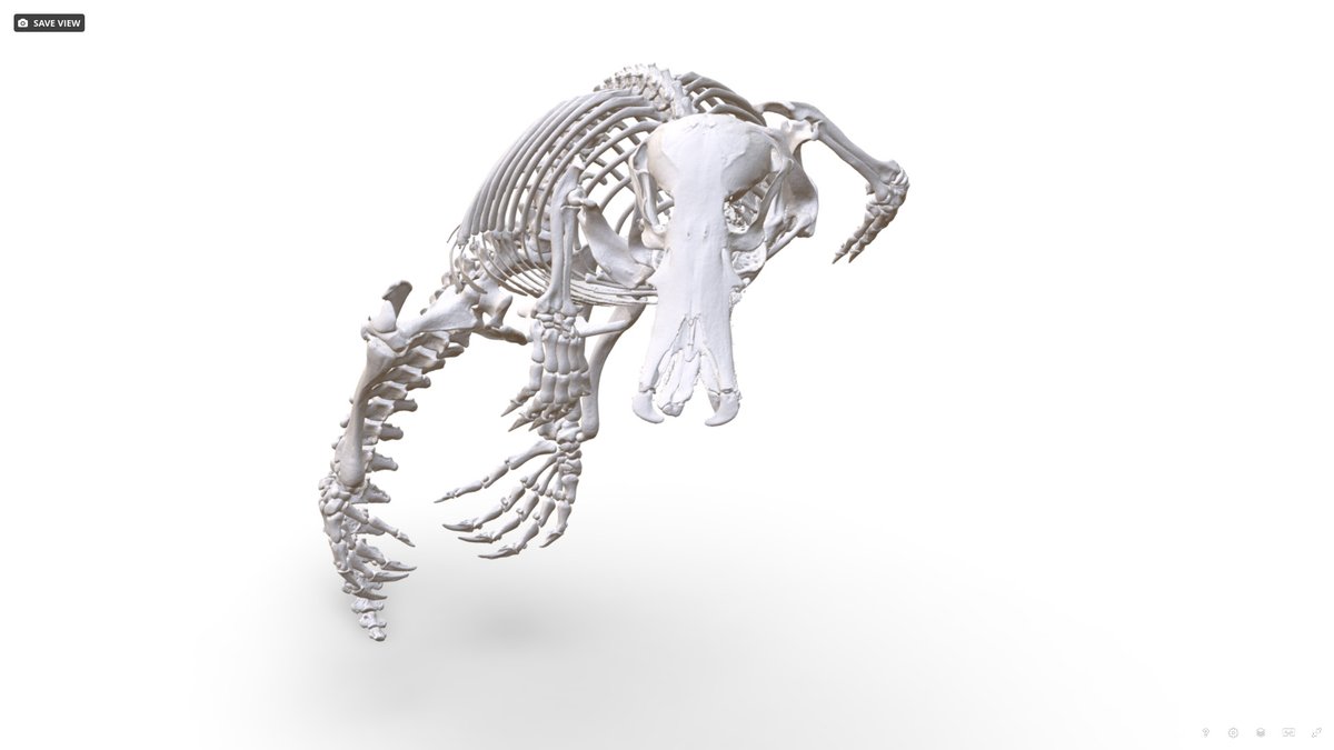 noe_delasancha's tweet photo. One more awesome #FuncQEE #mammal! Ornithorhynchus anatinus (MSB:Mamm:37266) https://t.co/TNZL7kheiH @Sketchfab @codythompson51 @davidcblackburn @bryansmclean @ChicagoState @ChicagoStateBio @UMichEEB @uflorida @SandiaLabs
#3D #3DEXPERIENCE https://t.co/BC6jus8eEo