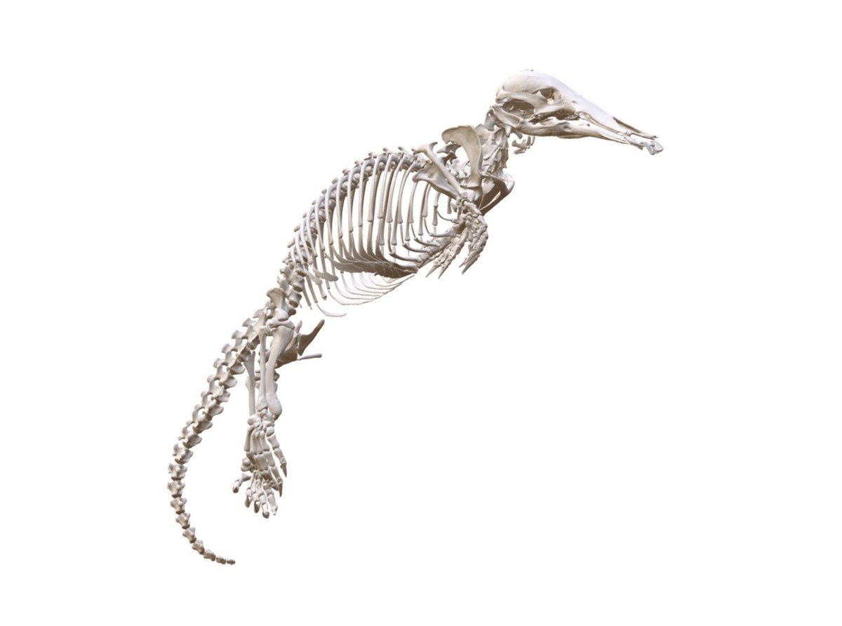 noe_delasancha's tweet photo. One more awesome #FuncQEE #mammal! Ornithorhynchus anatinus (MSB:Mamm:37266) https://t.co/TNZL7kheiH @Sketchfab @codythompson51 @davidcblackburn @bryansmclean @ChicagoState @ChicagoStateBio @UMichEEB @uflorida @SandiaLabs
#3D #3DEXPERIENCE https://t.co/BC6jus8eEo